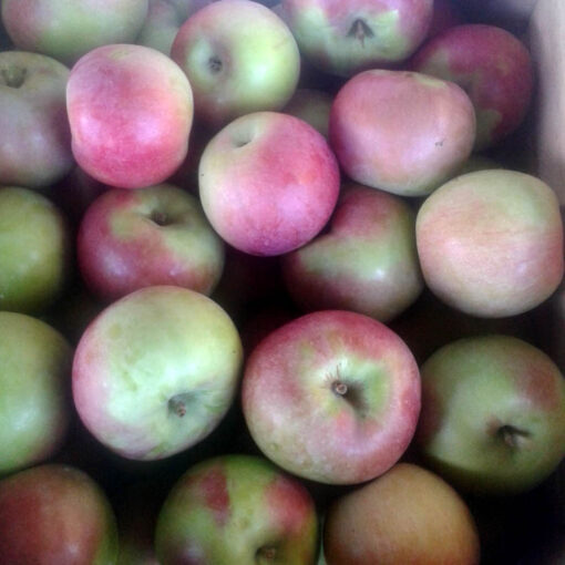 MacIntosh Apples (Local - Not Organic)