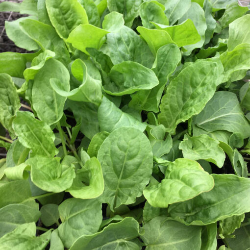 Sorrel