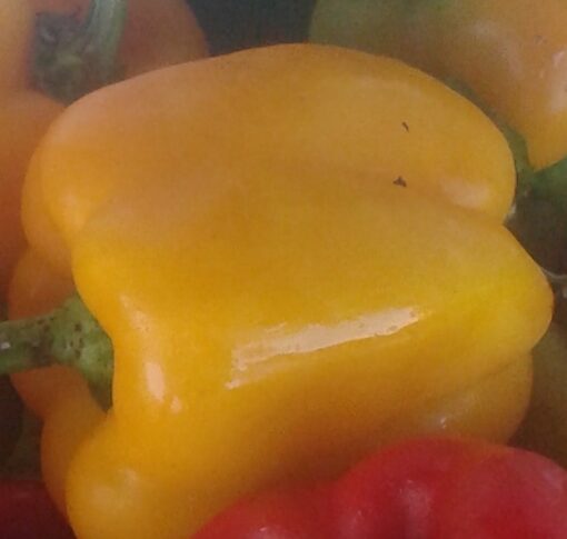 Sweet Sunrise, Bell Pepper, 4" pot