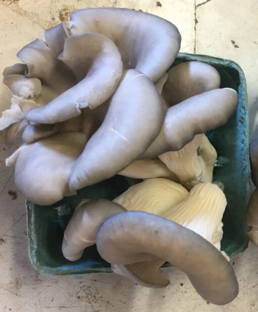 Blue Oyster Mushrooms
