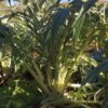 cardoon