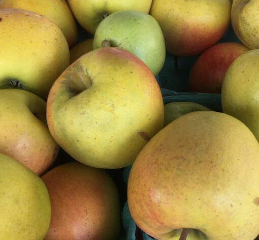 Suncrisp Apples (Local - Not Organic)