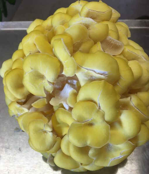 Yellow Oyster Mushrooms