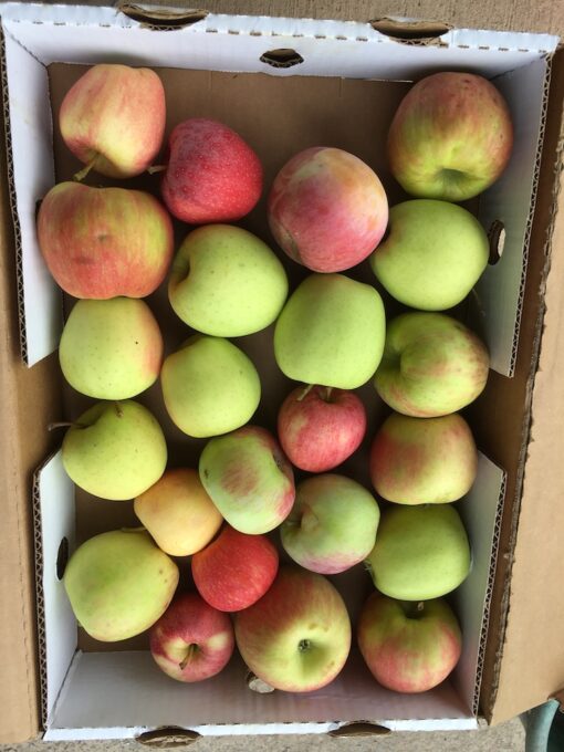 Mixed Eating Apples 10 lbs.