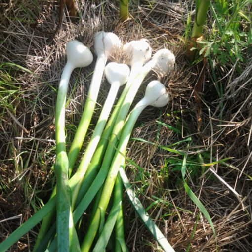 Fresh Garlic