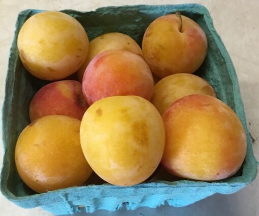 Yellow Plums                 (Local - Not Organic)