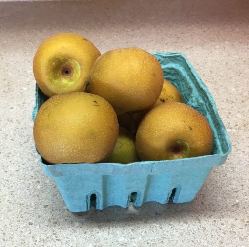 Asian Pears     (Local - Not Organic)