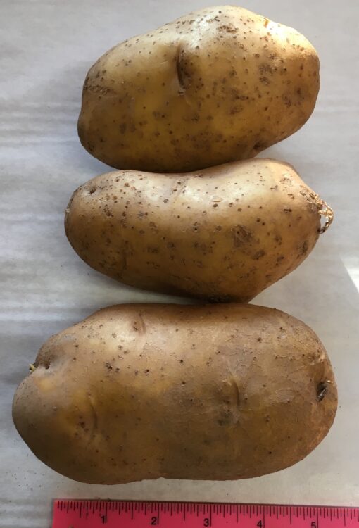 Large Gold Baking Potatoes