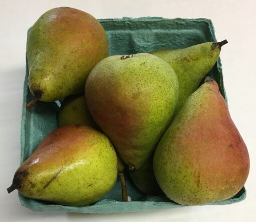 Harrow Pears     (Local - Not Organic)