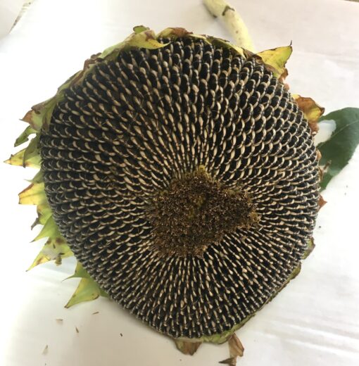 Sunflower Head