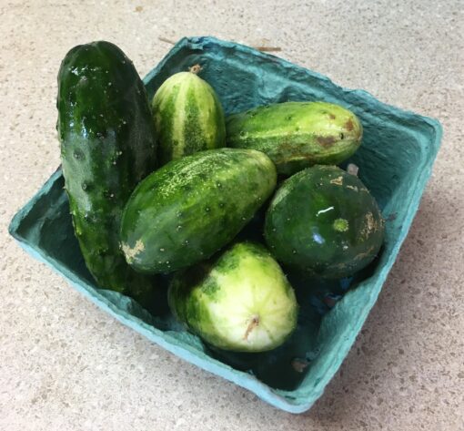 Pickling Cucumbers