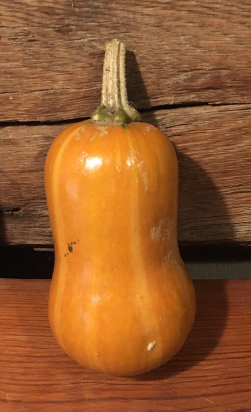 Honeynut Squash