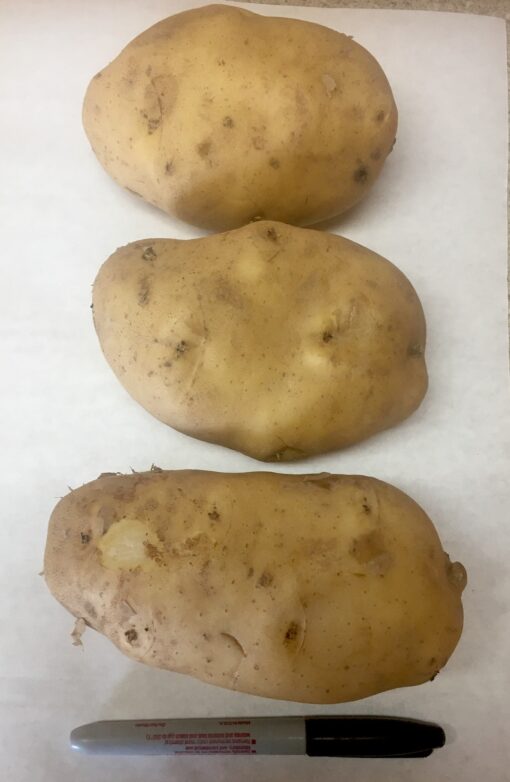 Large White Baking Potatoes