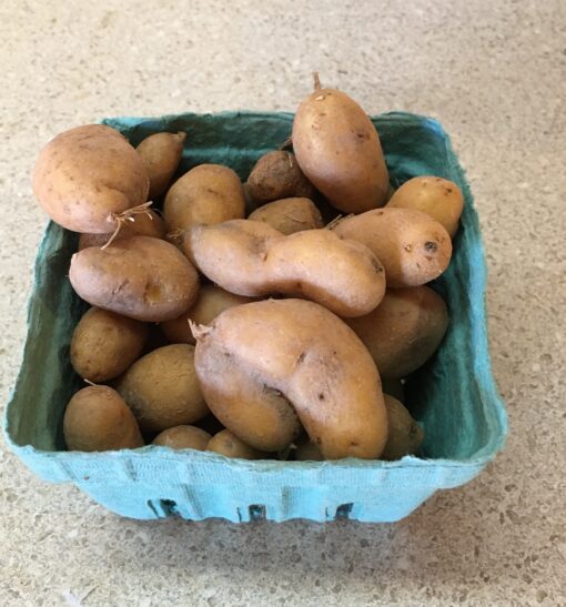 Mini Yellow Banana Fingerling Potatoes