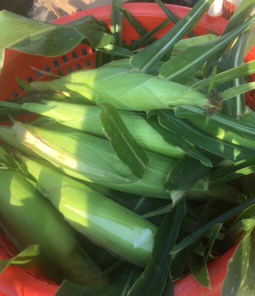 Organic Sweet Corn