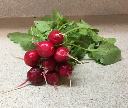Bunched Red Radishes